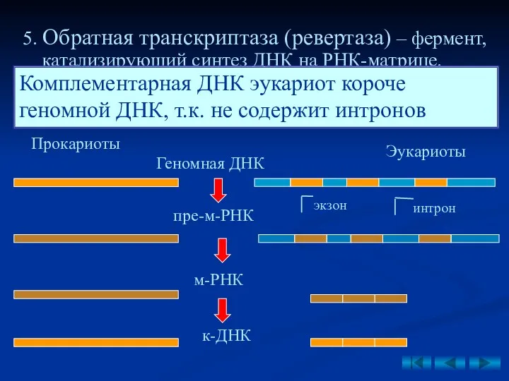 5. Обратная транскриптаза (ревертаза) – фермент, катализируюший синтез ДНК на