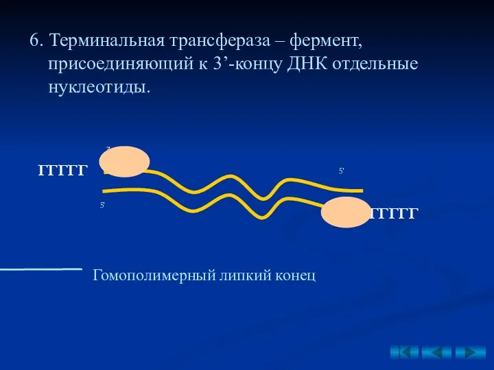 6. Терминальная трансфераза – фермент, присоединяющий к 3’-концу ДНК отдельные нуклеотиды. ГГГГГ Гомополимерный липкий конец ГГГГГ