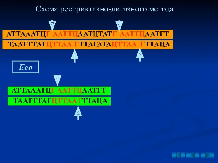 Рис. 9. Схема получения рекомбинантной плазмиды рестриктазно- лигазным методом (по