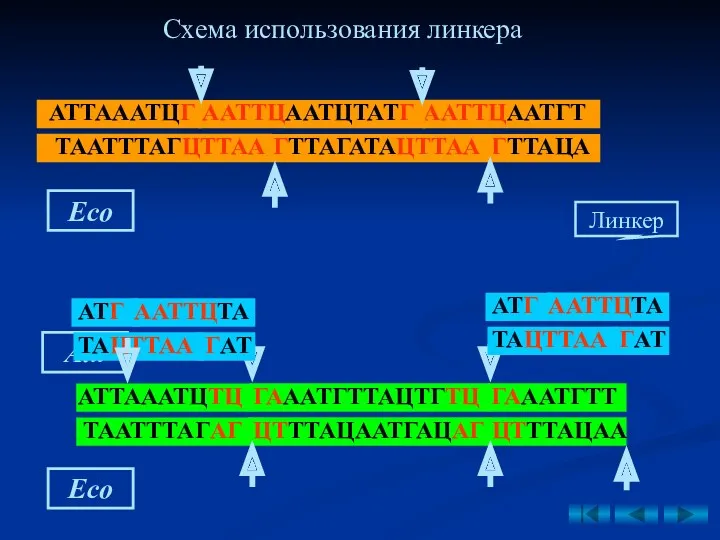 Рис. 9. Схема получения рекомбинантной плазмиды рестриктазно- лигазным методом (по