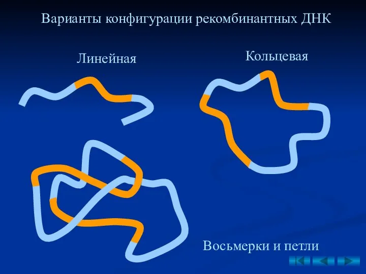 Варианты конфигурации рекомбинантных ДНК Линейная Кольцевая Восьмерки и петли