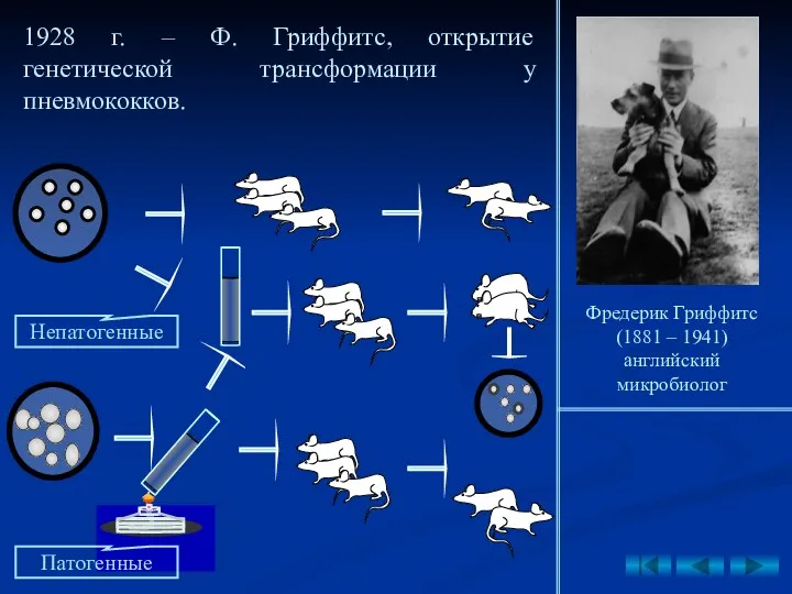 1928 г. – Ф. Гриффитс, открытие генетической трансформации у пневмококков.