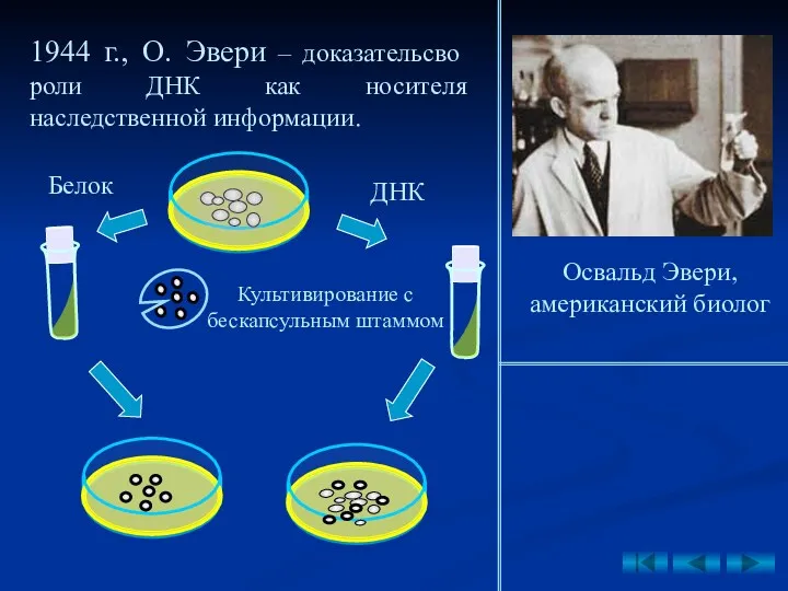 1944 г., О. Эвери – доказательсво роли ДНК как носителя