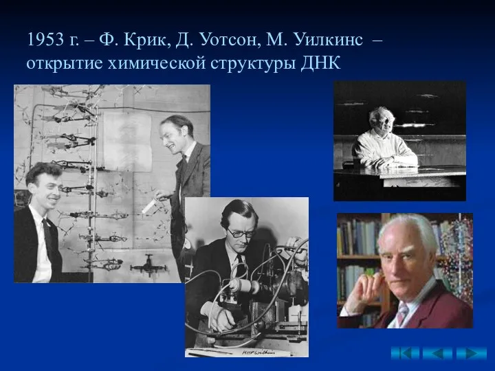 1953 г. – Ф. Крик, Д. Уотсон, М. Уилкинс – открытие химической структуры ДНК