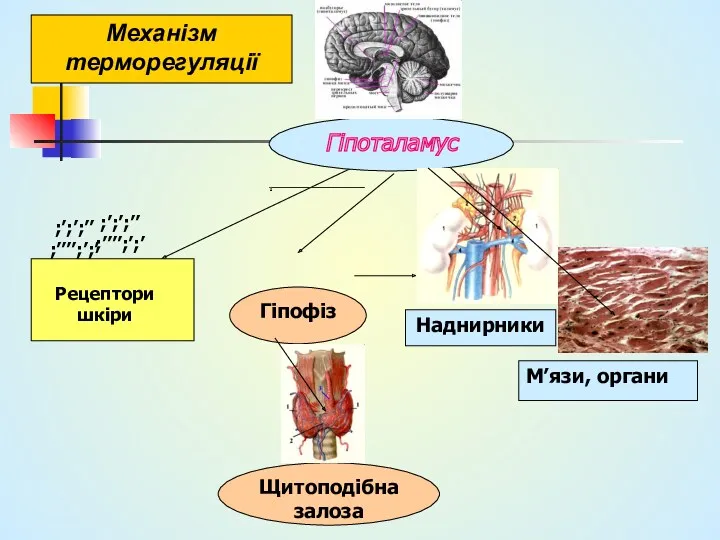 Механізм терморегуляції Гіпоталамус ;’;’;’’ ;’’’’;’;’ Рецептори шкіри М’язи, органи Гіпофіз Щитоподібна залоза Наднирники ;’;’;’’ ;’’’’;’;’