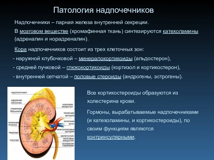 Патология надпочечников Надпочечники – парная железа внутренней секреции. В мозговом