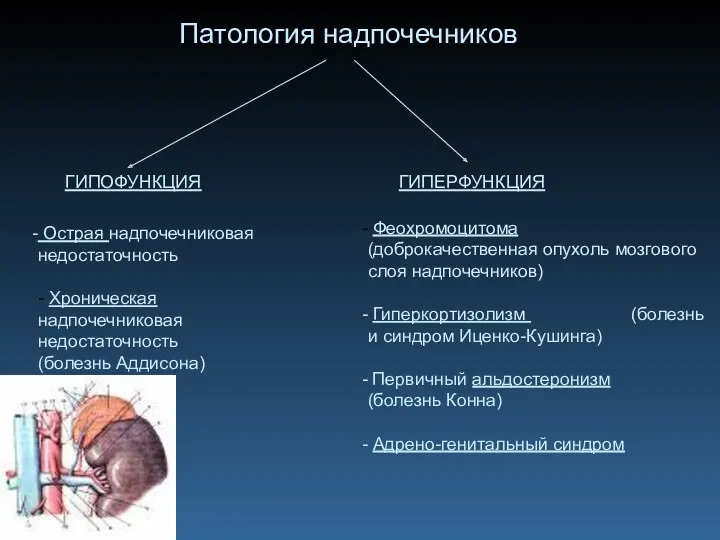 Патология надпочечников ГИПОФУНКЦИЯ ГИПЕРФУНКЦИЯ Острая надпочечниковая недостаточность - Хроническая надпочечниковая