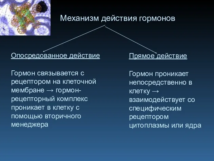 Механизм действия гормонов Прямое действие Гормон проникает непосредственно в клетку