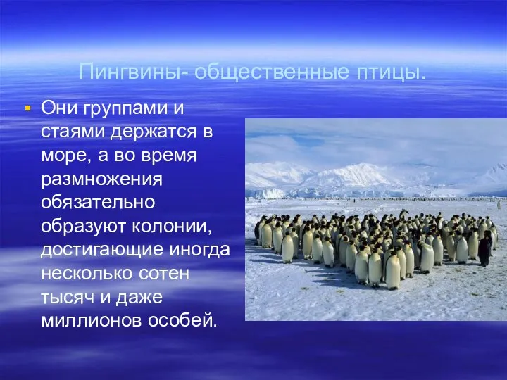 Пингвины- общественные птицы. Они группами и стаями держатся в море, а во время