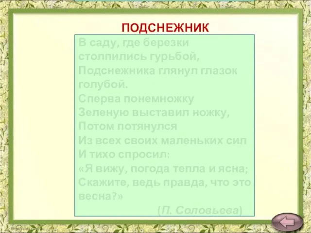 ПОДСНЕЖНИК В саду, где березки столпились гурьбой, Подснежника глянул глазок