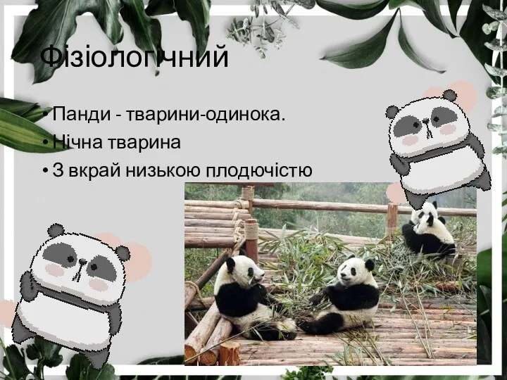 Фізіологічний Панди - тварини-одинока. Нічна тварина З вкрай низькою плодючістю