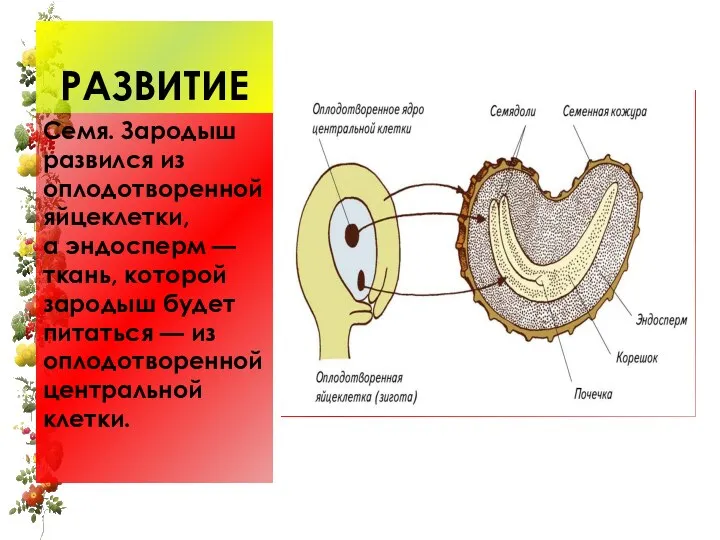 РАЗВИТИЕ Семя. Зародыш развился из оплодотворенной яйцеклетки, а эндосперм —