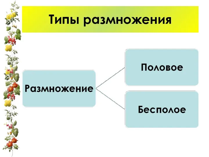 Типы размножения