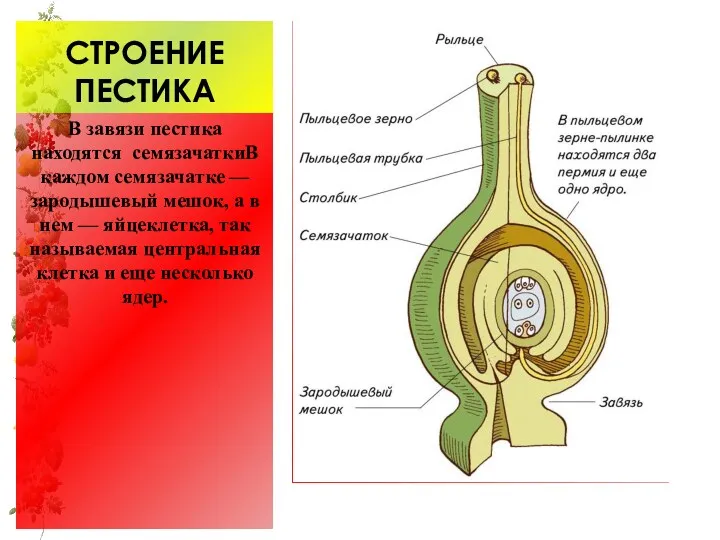 СТРОЕНИЕ ПЕСТИКА В завязи пестика находятся семязачаткиВ каждом семязачатке —