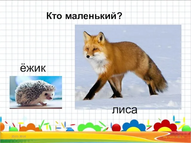 20.01.2016 Кто маленький? ёжик лиса