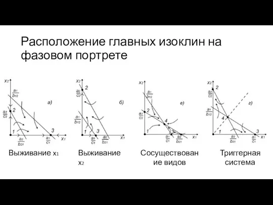 Расположение главных изоклин на фазовом портрете Выживание x1 Выживание x2 Сосуществование видов Триггерная система