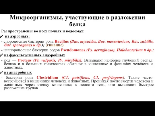 Микроорганизмы, участвующие в разложении белка Распространены во всех почвах и