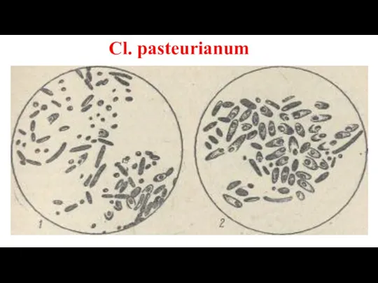 Сl. pasteurianum