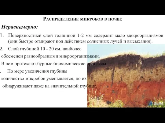 Распределение микробов в почве Неравномерно: Поверхностный слой толщиной 1-2 мм