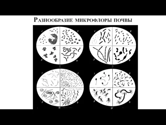 Разнообразие микрофлоры почвы
