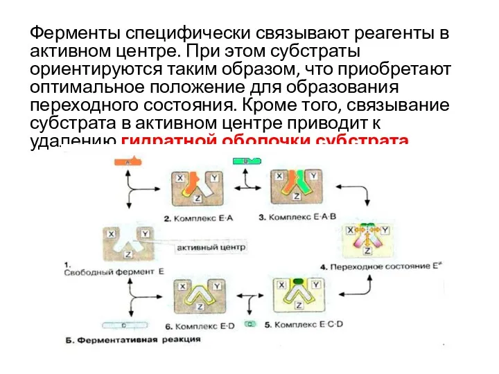 Ферменты специфически связывают реагенты в активном центре. При этом субстраты