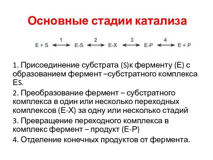 1. Присоединение субстрата (S)к ферменту (Е) с образованием фермент –субстратного