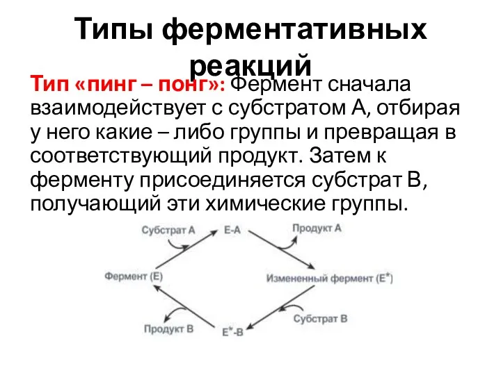 Типы ферментативных реакций Тип «пинг – понг»: Фермент сначала взаимодействует