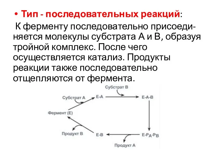 Тип - последовательных реакций: К ферменту последовательно присоеди-няется молекулы субстрата