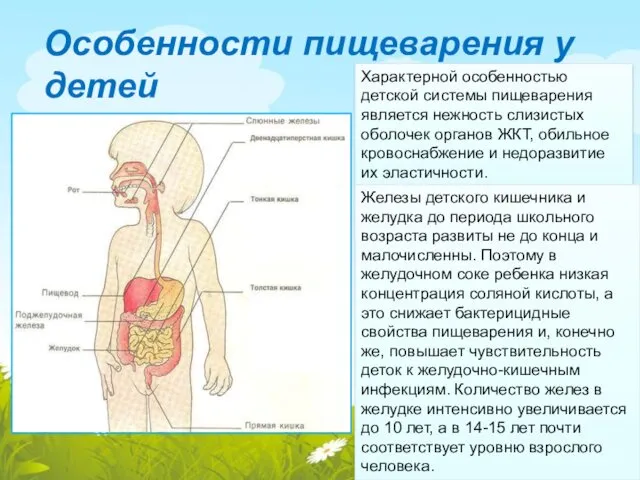 Особенности пищеварения у детей Характерной особенностью детской системы пищеварения является нежность слизистых оболочек