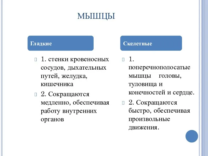 МЫШЦЫ 1. стенки кровеносных сосудов, дыхательных путей, желудка, кишечника 2.