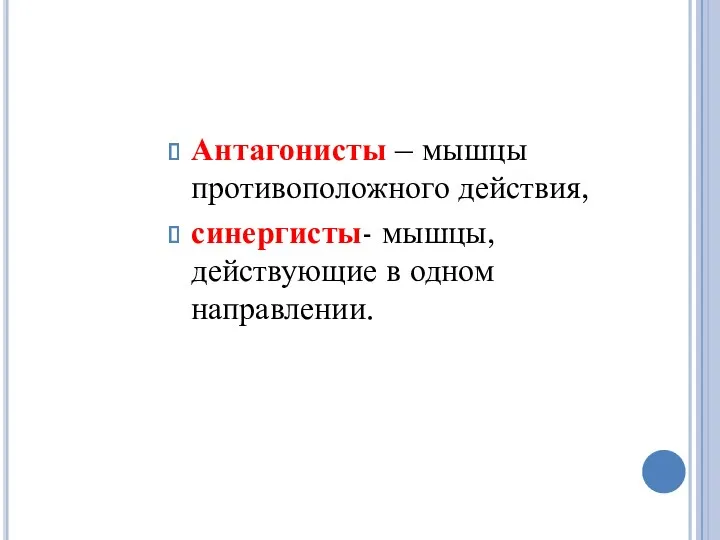 Антагонисты – мышцы противоположного действия, синергисты- мышцы, действующие в одном направлении.