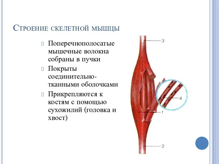 Строение скелетной мышцы Поперечнополосатые мышечные волокна собраны в пучки Покрыты
