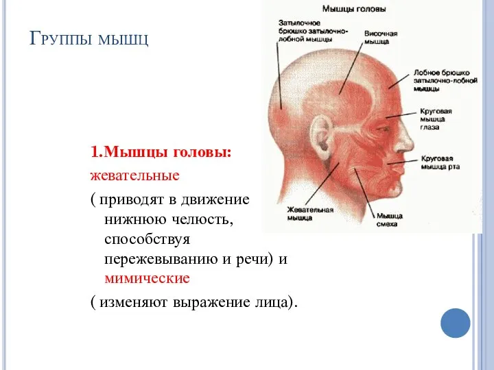 Группы мышц 1.Мышцы головы: жевательные ( приводят в движение нижнюю