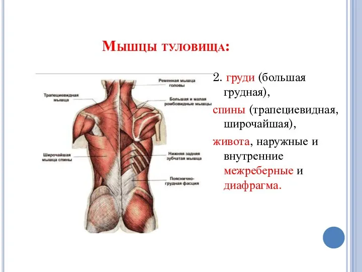 Мышцы туловища: 2. груди (большая грудная), спины (трапециевидная, широчайшая), живота, наружные и внутренние межреберные и диафрагма.