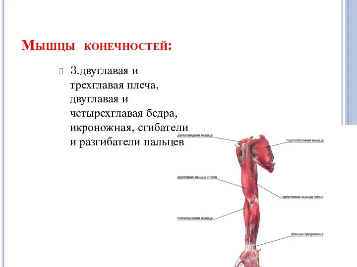 Мышцы конечностей: 3.двуглавая и трехглавая плеча, двуглавая и четырехглавая бедра, икроножная, сгибатели и разгибатели пальцев