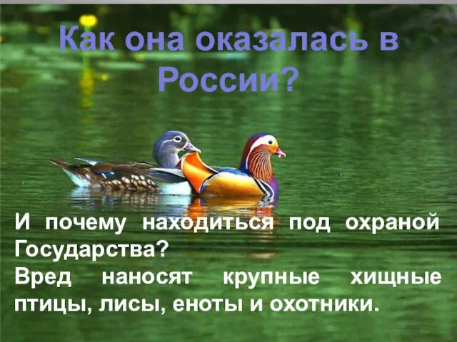 И почему находиться под охраной Государства? Вред наносят крупные хищные