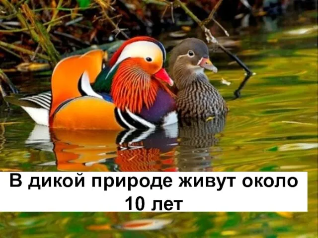 В дикой природе живут около 10 лет