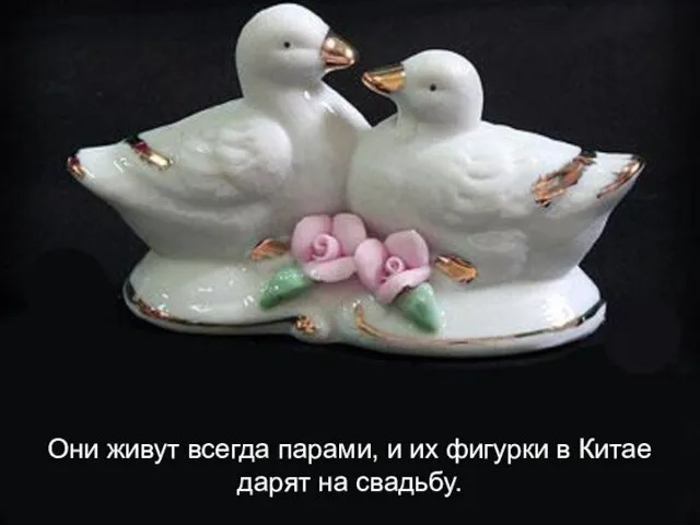 Они живут всегда парами, и их фигурки в Китае дарят на свадьбу.