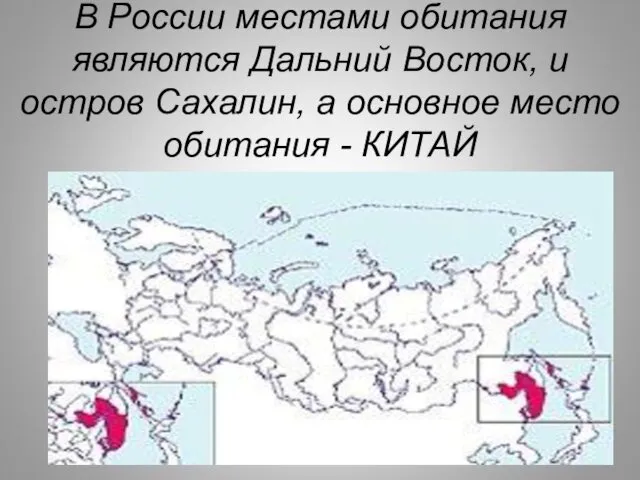 В России местами обитания являются Дальний Восток, и остров Сахалин, а основное место обитания - КИТАЙ