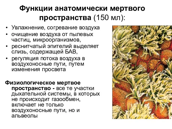 Функции анатомически мертвого пространства (150 мл): Увлажнение, согревание воздуха очищение