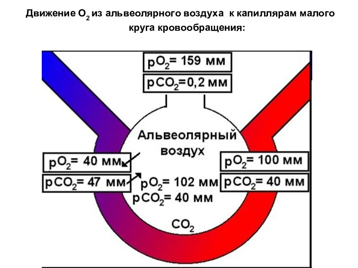 Движение О2 из альвеолярного воздуха к капиллярам малого круга кровообращения: