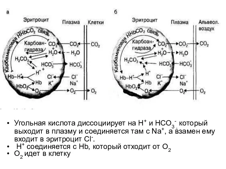 Угольная кислота диссоциирует на Н+ и НСО3-, который выходит в