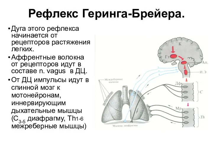 Рефлекс Геринга-Брейера. Дуга этого рефлекса начинается от рецепторов растяжения легких.