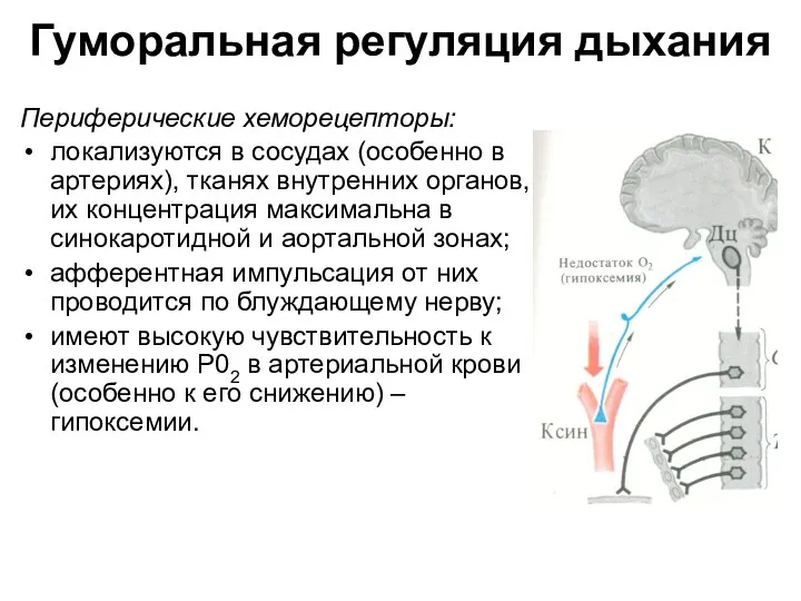 Гуморальная регуляция дыхания Периферические хеморецепторы: локализуются в сосудах (особенно в