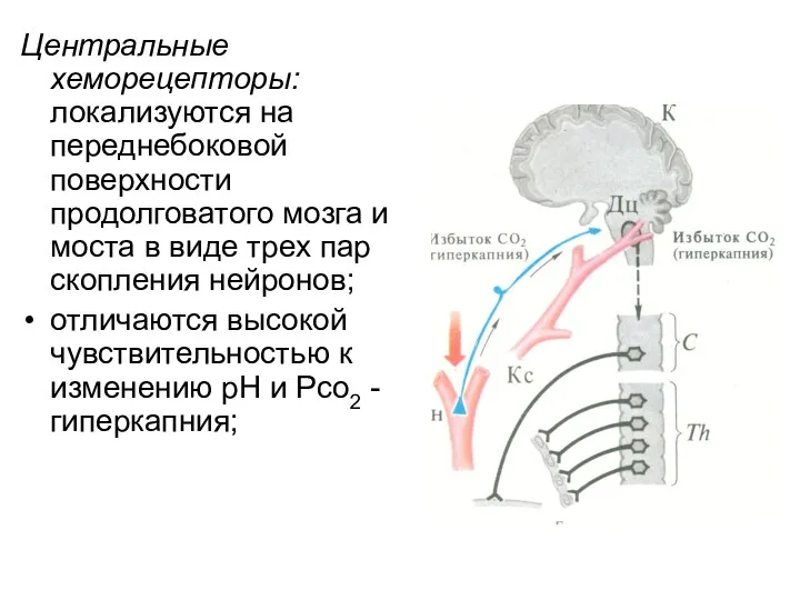 Центральные хеморецепторы: локализуются на переднебоковой поверхности продолговатого мозга и моста