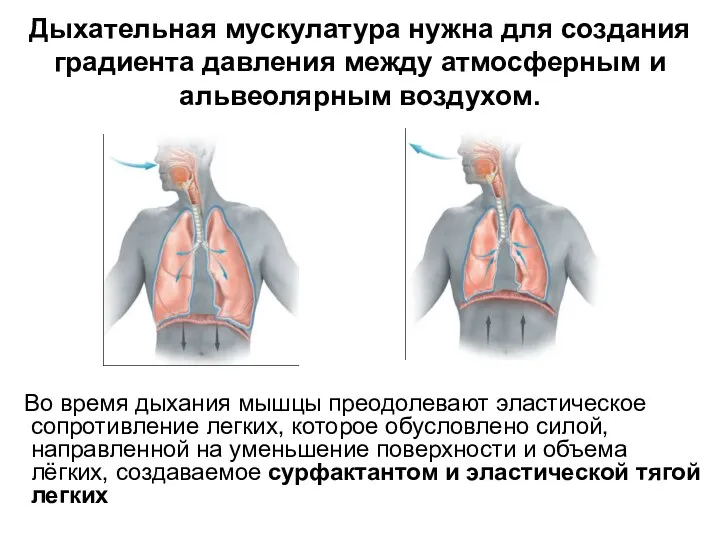 Дыхательная мускулатура нужна для создания градиента давления между атмосферным и