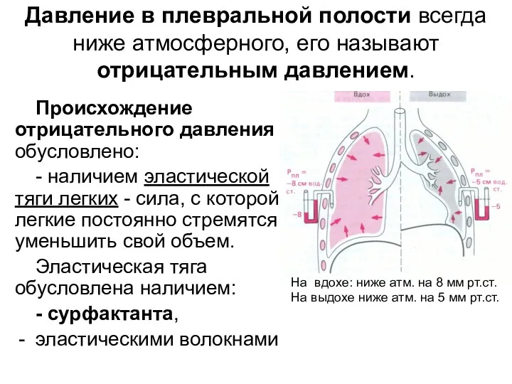 Давление в плевральной полости всегда ниже атмосферного, его называют отрицательным