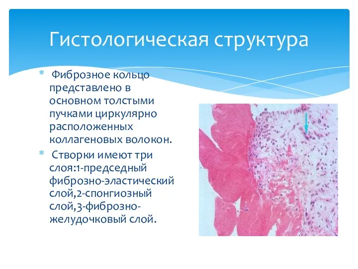 Фиброзное кольцо представлено в основном толстыми пучками циркулярно расположенных коллагеновых волокон. Створки имеют