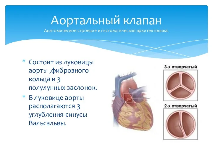 Состоит из луковицы аорты ,фиброзного кольца и 3 полулунных заслонок. В луковице аорты