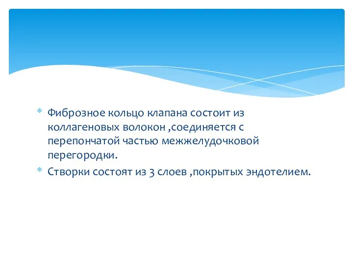 Фиброзное кольцо клапана состоит из коллагеновых волокон ,соединяется с перепончатой частью межжелудочковой перегородки.